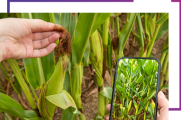 A mobile phone taking pictures of a field