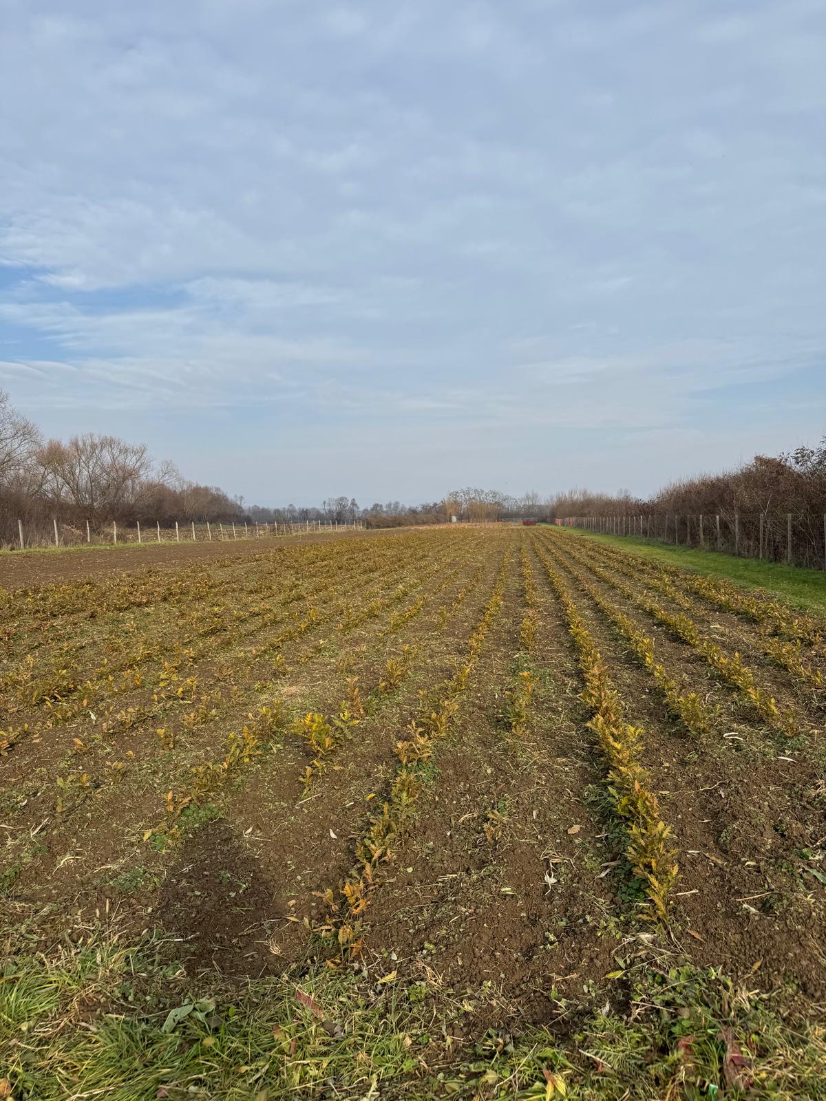 Establishment of a forest nursery and acquisition of modern machinery for the company Dendrosilva SRL