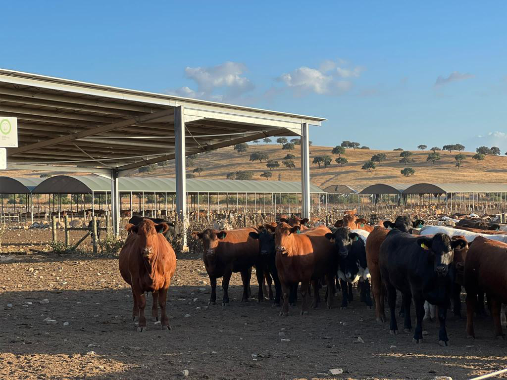 Monte do Pasto Expansion - Own Energy Production.png