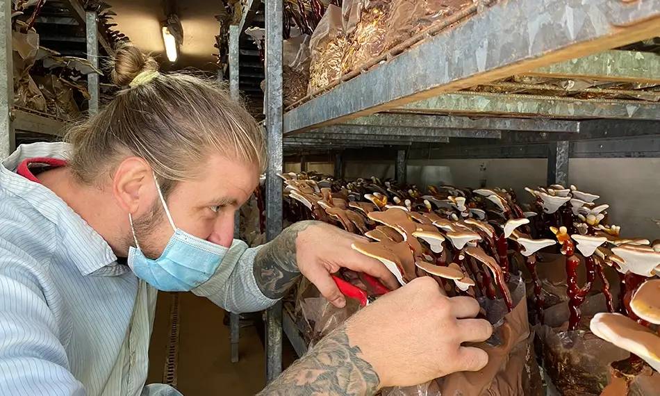 Innovative drying system for the processing and treatment of mushrooms and their extracts - MycoMedica Kranjska Gora