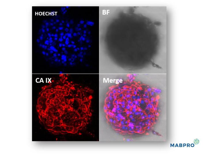 Seal of Excellence - Mabpro