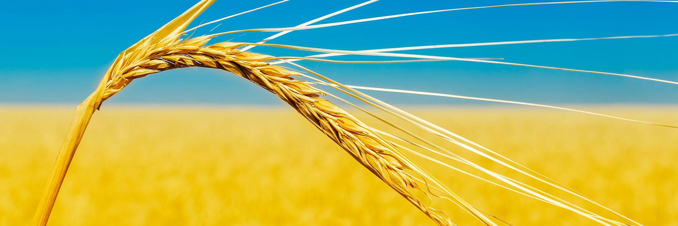 Wheat ear close up and yellow field with blue sky like Ukrainian flag