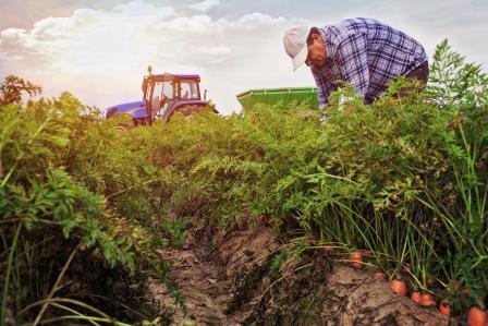 A farmer examining carrots with a tractor in the background