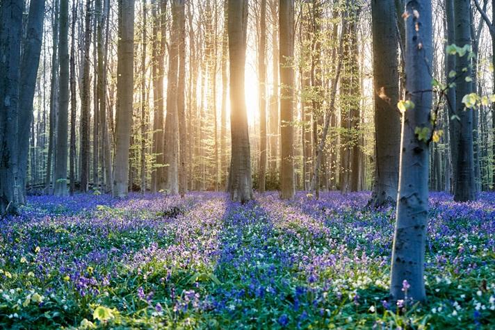 Carpet of blue flowers in a forest with sunlight shining through trees