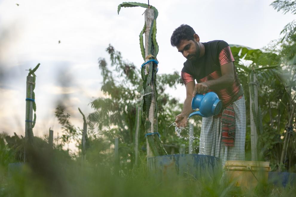 The picture shows a farmer in Satkhira, Bangladesh, growing dragon fruit in an increasingly saline environment. The region is facing high risk of flooding due to climate change.