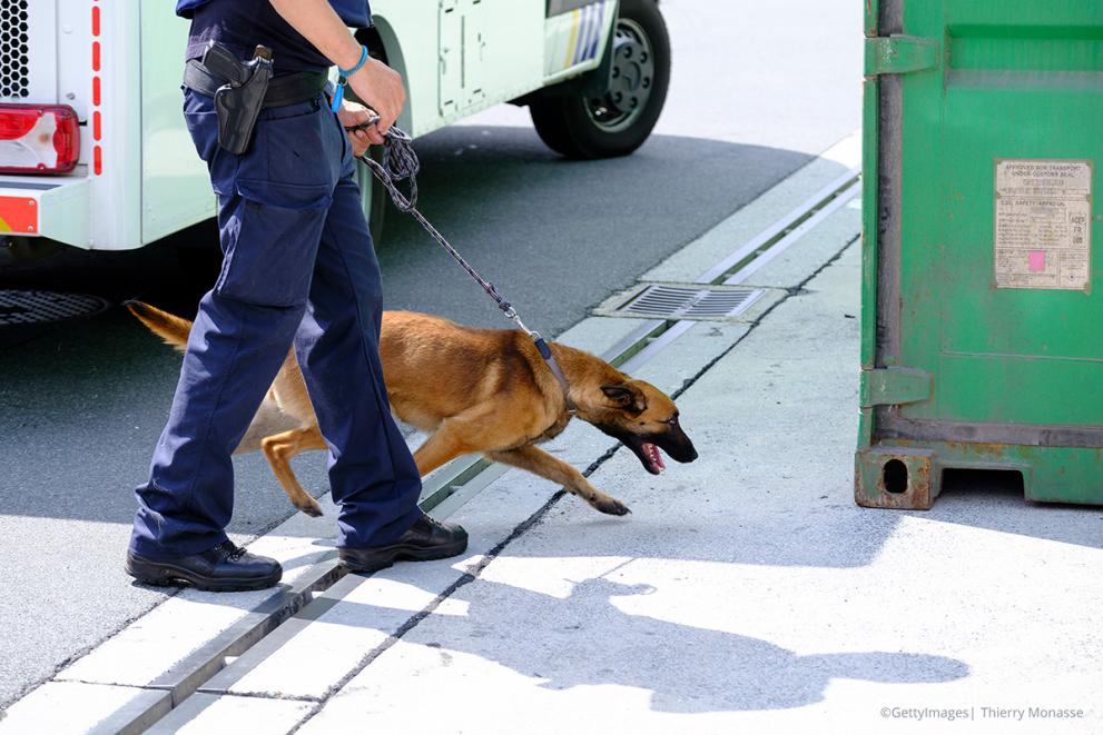 Sniffer dog with handler inspect container