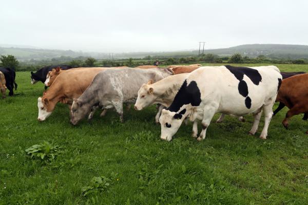 A farm involved in the 'BETTER Farm beef' Programme in Thomastown, Ireland