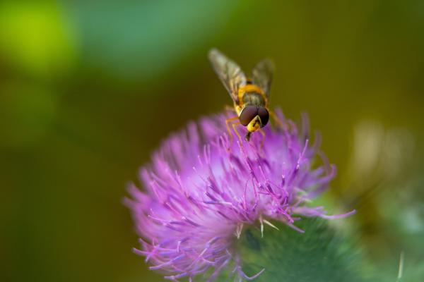 Biodiversity, bee on the flower