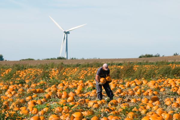 a man in a pumpkin field