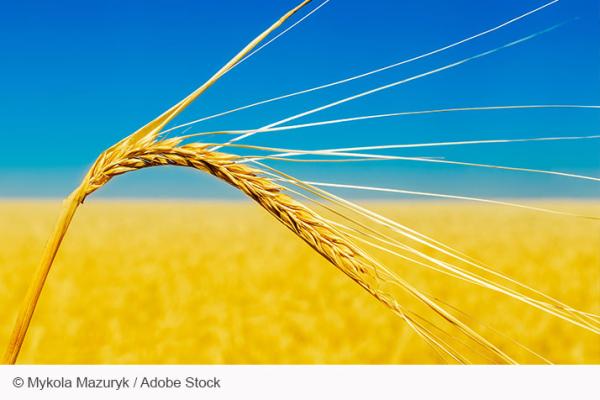 Wheat ear close up and yellow field with blue sky like Ukrainian flag